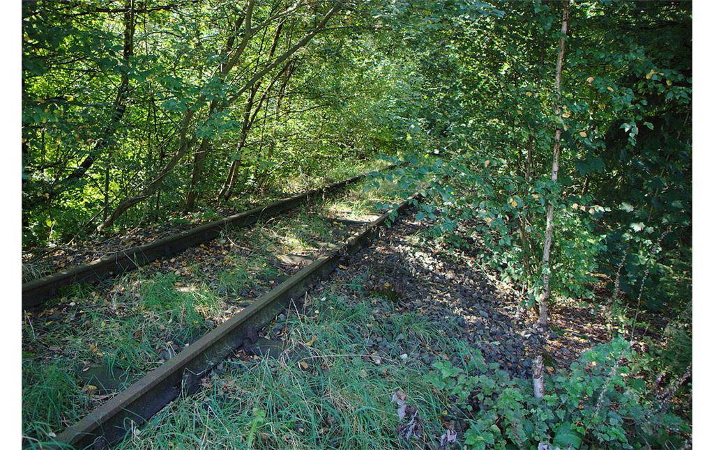 Schienen der ehemaligen Bahnstrecke bei Busenberg (2007)