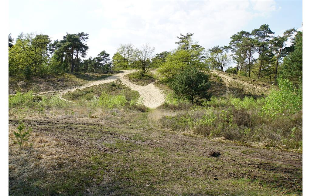Binnendüne mit offenen Sandflächen und Kiefernbewuchs im Ravenvennengebiet (2018)