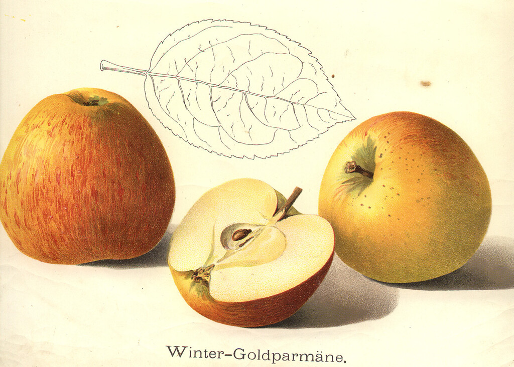 Goldparmäne (Zeichnung 1911)
