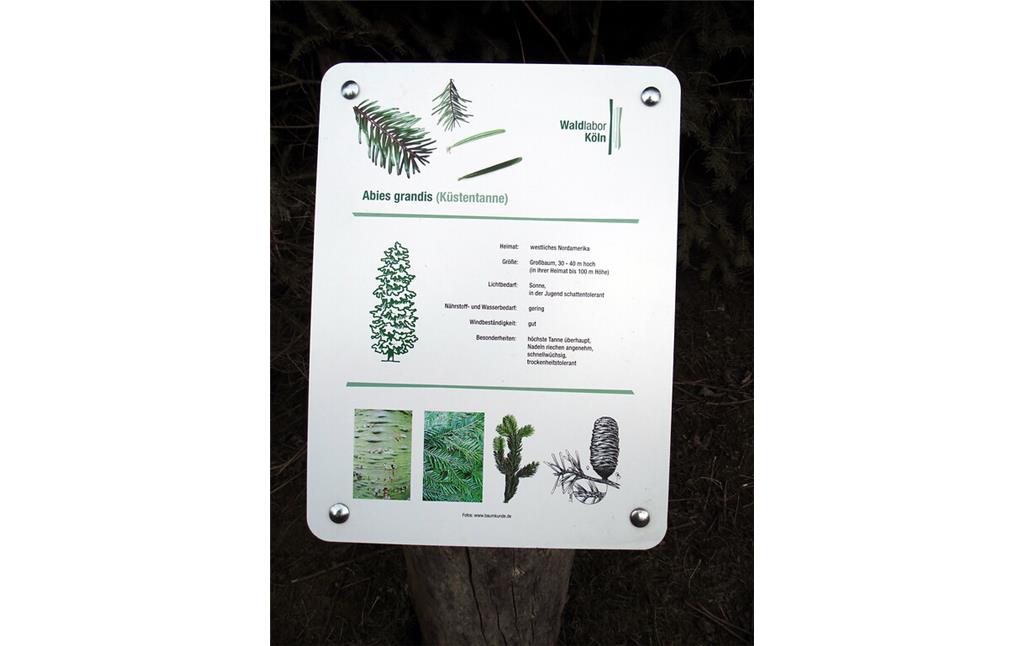 Informationstafel zur Küstentanne im Waldlabor im Stadtwald in Köln-Junkersdorf (2021).