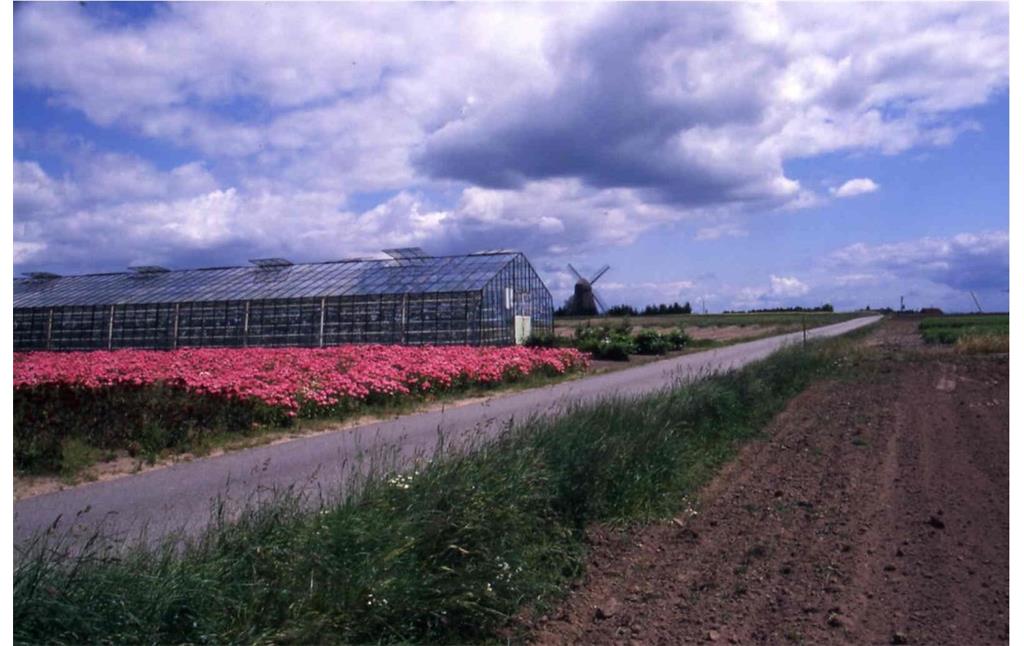 Gartenbauflächen und ein Gewächshaus für den Blumenanbau bei Straelen (2006)