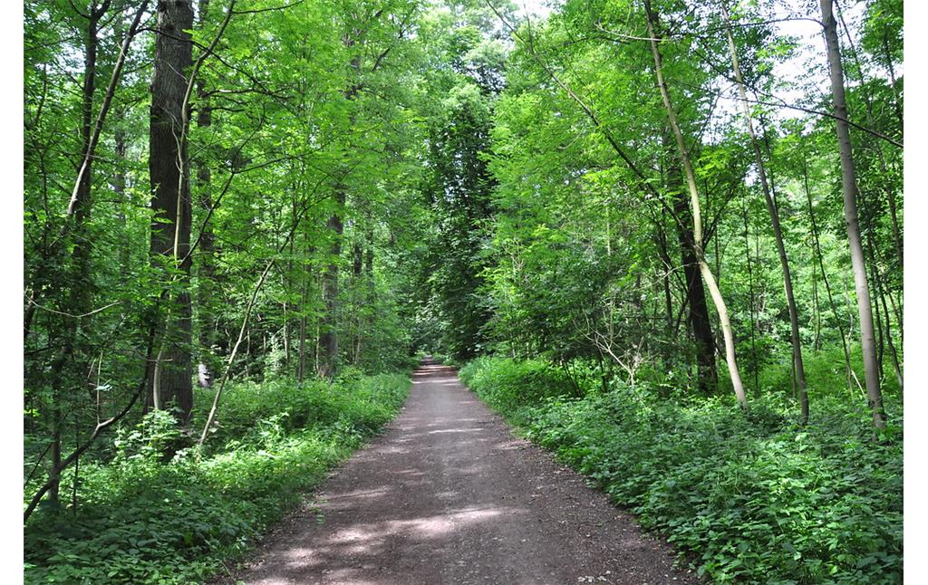 Waldweg in Bürgerbusch