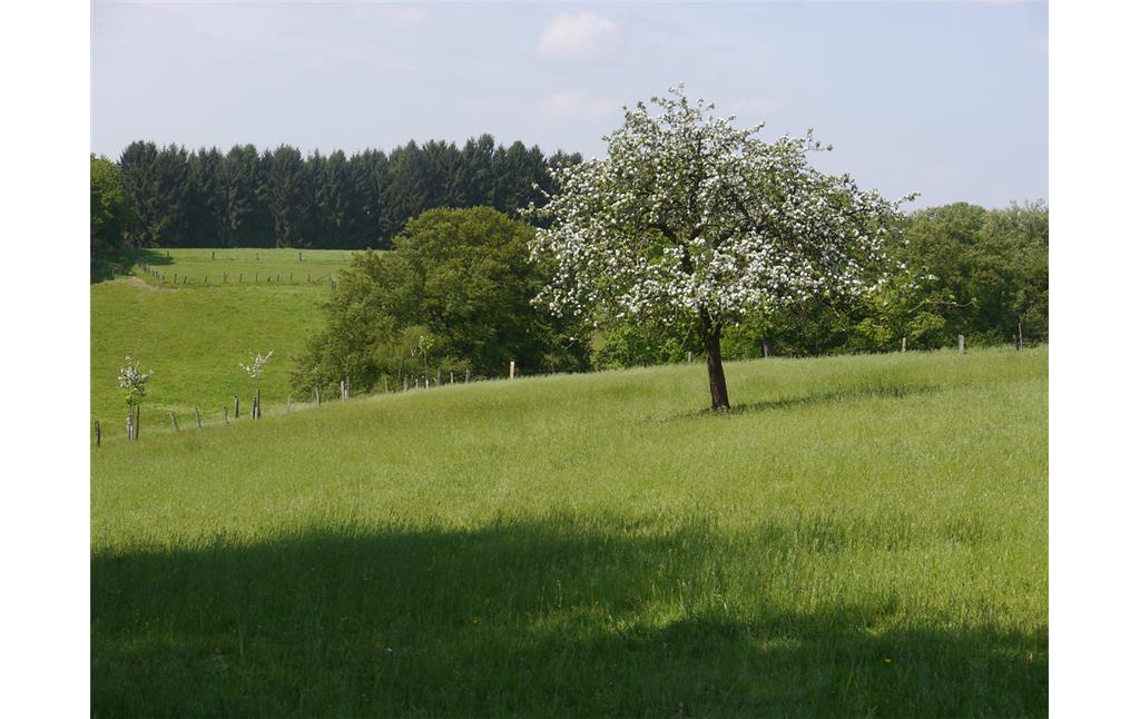 Apfelbaum oberhalb einer artenreichen Magerweide bei Odenthal-Landwehr (2016)