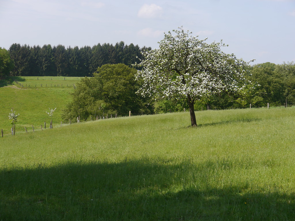 Apfelbaum oberhalb einer artenreichen Magerweide bei Odenthal-Landwehr (2016)