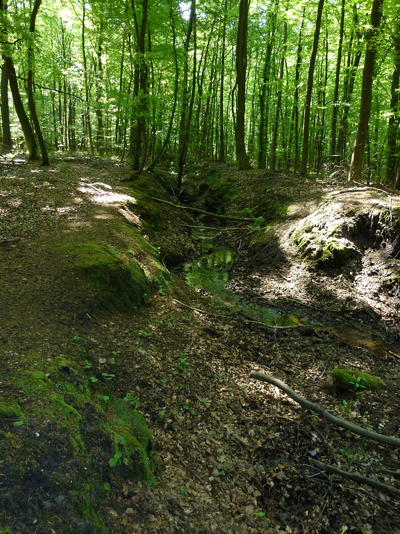 Bachlauf im Dämmerwald, der teils grabenartig eingetieft ist (2012)