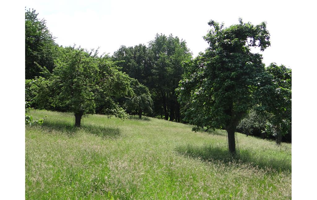 Ältere Obstbäume auf der Streuobstwiese in Burscheid-Dürscheid (2016)