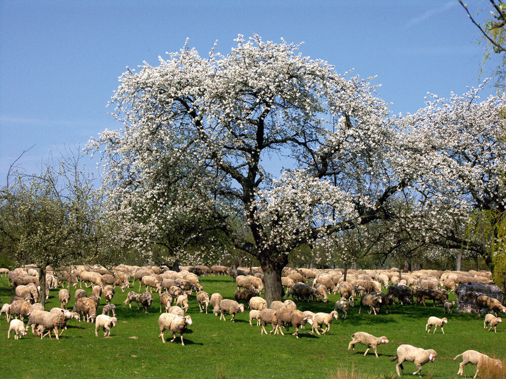 Streuobstwiese mit Schafsbeweidung