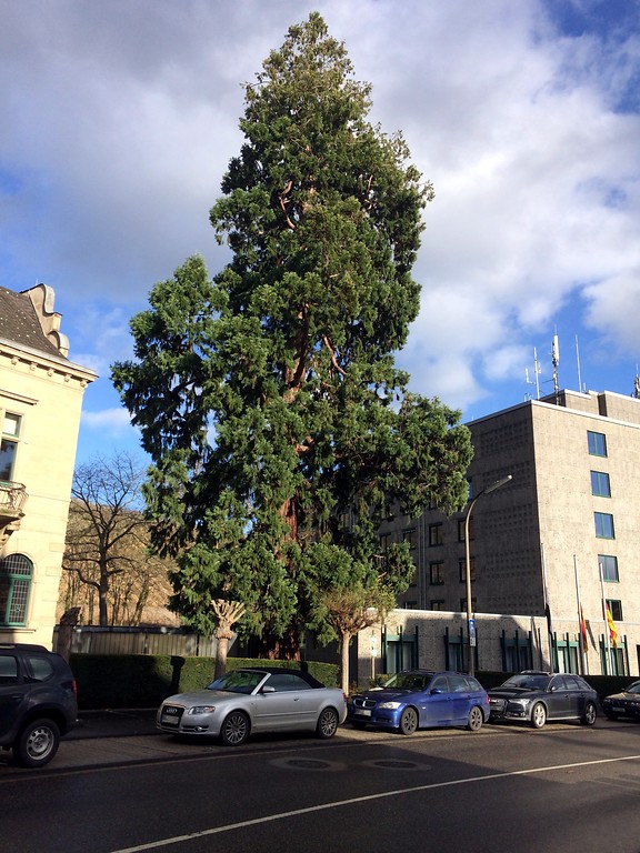 Mammutbaum vor dem Landratsamt in Ahrweiler (2017).