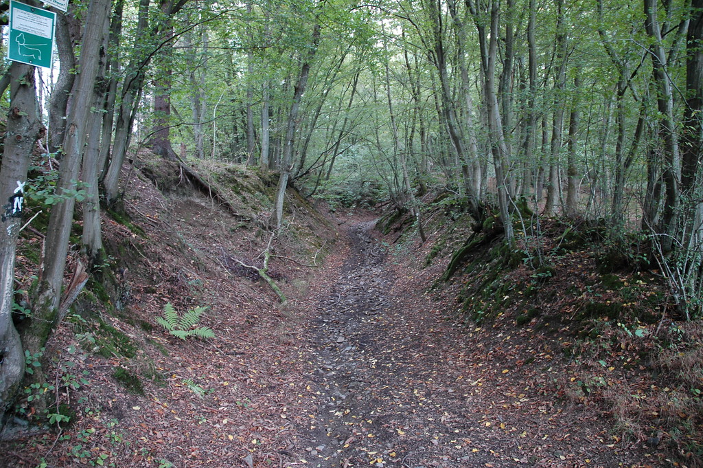 Hohlweg im Wald bei Windeck (2005)