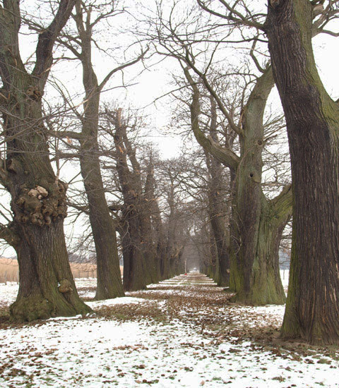 Kastanienallee bei Schloss Dyck, Jüchen (2010), im Winter sind die Öffnungen zahlreicher Baumhöhlen noch besser erkennbar.