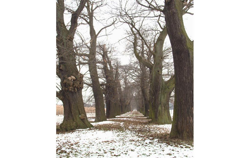 Kastanienallee bei Schloss Dyck, Jüchen (2010), im Winter sind die Öffnungen zahlreicher Baumhöhlen noch besser erkennbar.