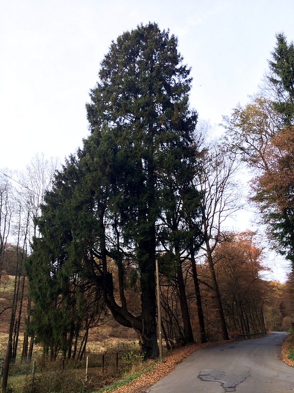 Als Naturdenkmal geschützte "Zigeunerfichte" an der Schlossstraße am Gimborner Dreieck in Marienheide (2016)