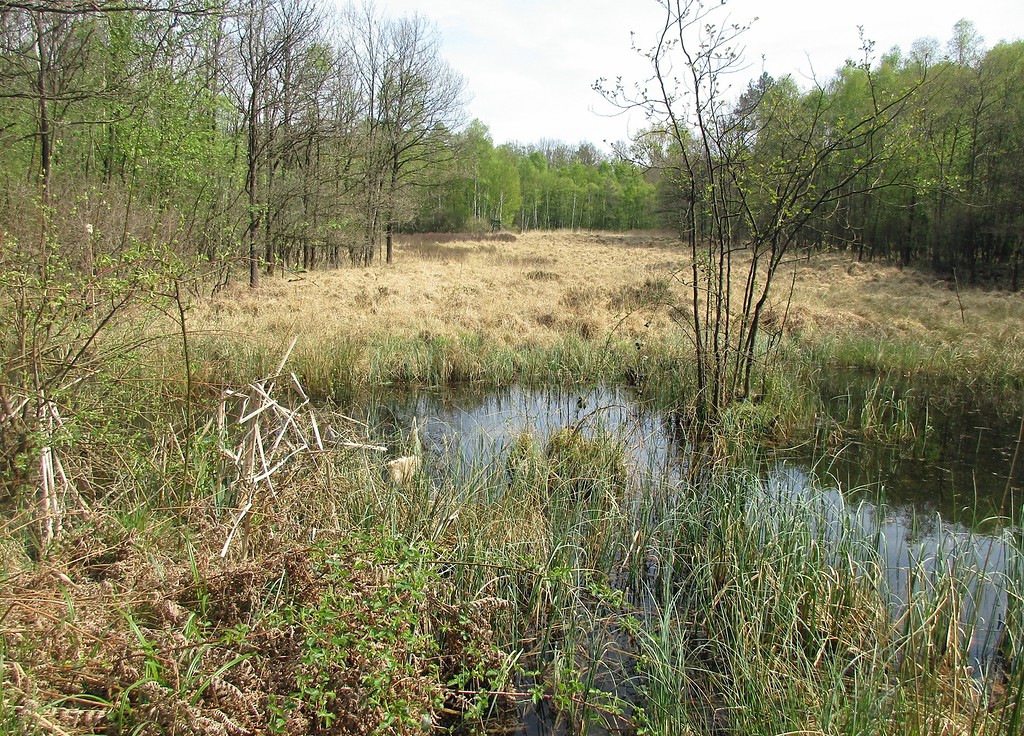 Teichlandschaft Lohmarer Wald zwischen Lohmar und Siegburg: Das Areal nordwestlich des altes Fortshauses Rothenbacher Hof (2017).