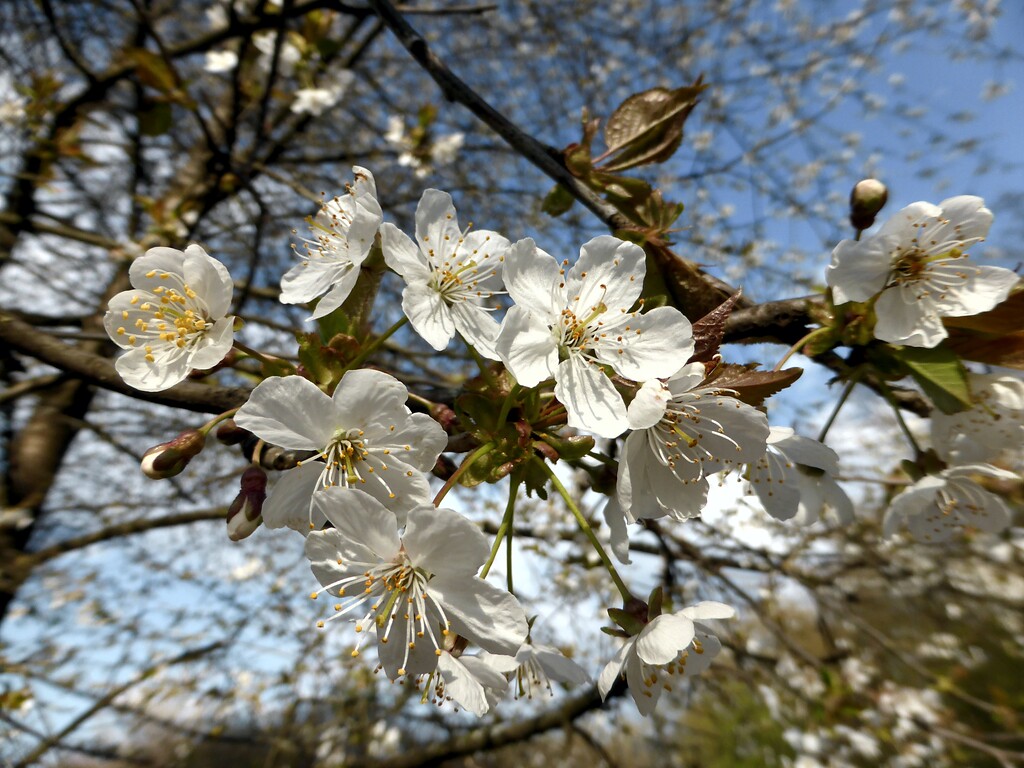Kirschbaumblüten (2021)