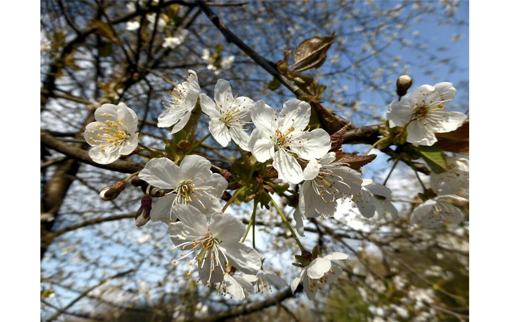 Kirschbaumblüten (2021)