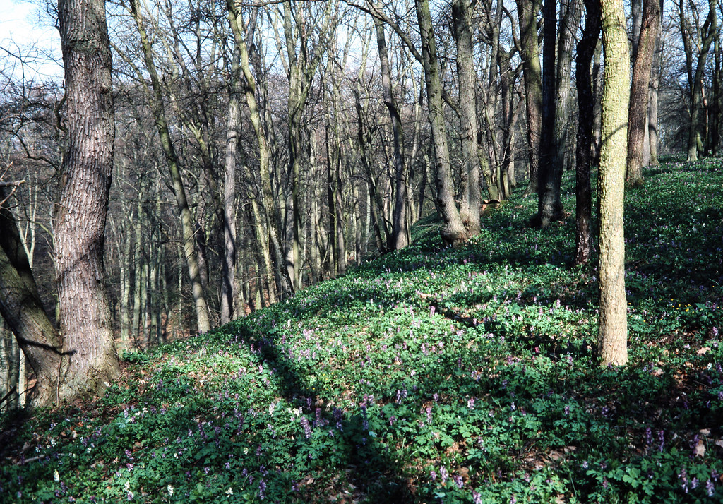 Wallkante am nördlichen Spornrand der Ringwallanlage Hangelstein bei Gießen-Wieseck (1995).