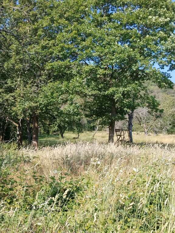 Streuobstwiese im Naturschutzgebiet Hintere Dick bei Boppard