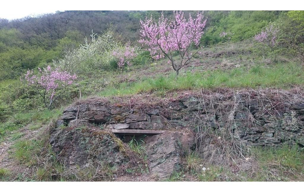 Auf den Felsen gesetzte Trockenmauer im Calmont (2017)