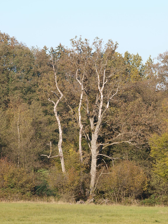 Baumgruppe an Rande der Glashütter Wiesen bei Argenthal (2011)