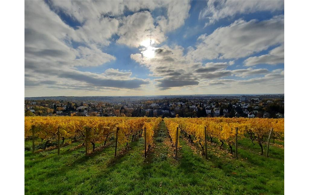 Die Weinlage Neroberg in Wiesbaden von der Löwenterrasse oberhalb des Weinbergs mit Blick nach Süden aufgenommen (2020).
