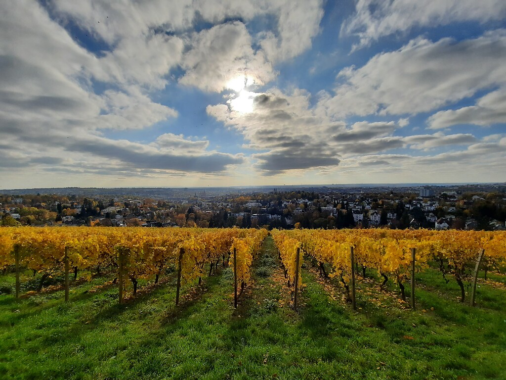 Die Weinlage Neroberg in Wiesbaden von der Löwenterrasse oberhalb des Weinbergs mit Blick nach Süden aufgenommen (2020).
