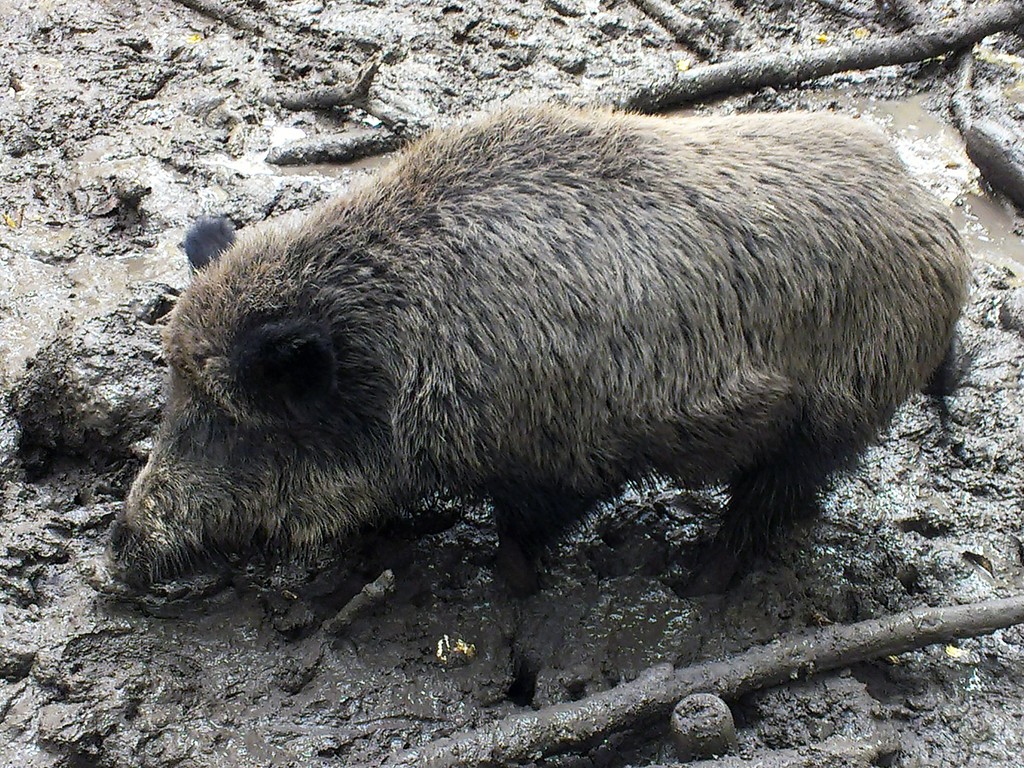 Ein auf dem matschigen Boden nach Futter suchendes Wildschwein (sus scrofa) im Freigehege beim Gut Leidenhausen bei Köln-Eil (2013).