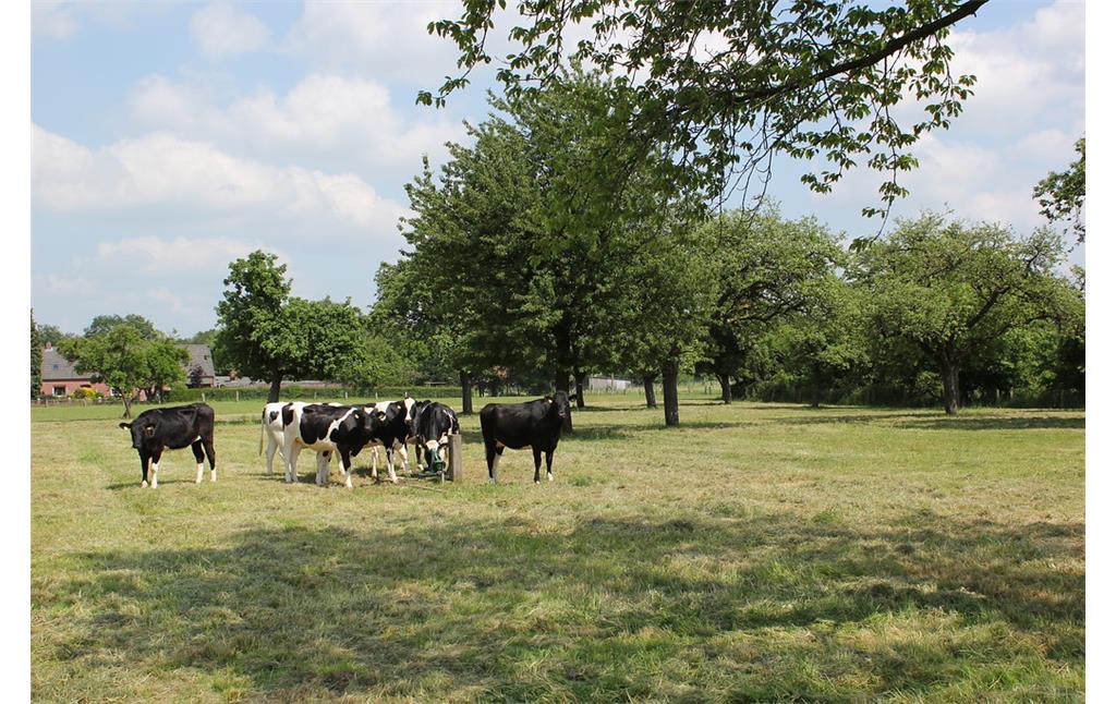 Mit schwarzbunten Kühen beweidete Offenlandflächen mit Obstbäumen im nördlichen Bereich der Gemarkung Wesel-Diersfordt (2012).