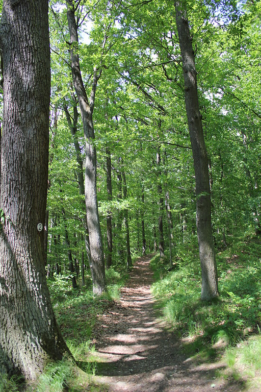 Pfad im Wald bei Maulbronn (2012)