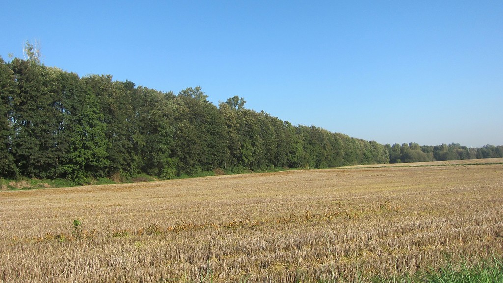 Ein Teil des früheren Bahndamms der strategischen Eisenbahnlinie von Neuss-Holzheim bis Rommerskirchen bei Eckum (2014).