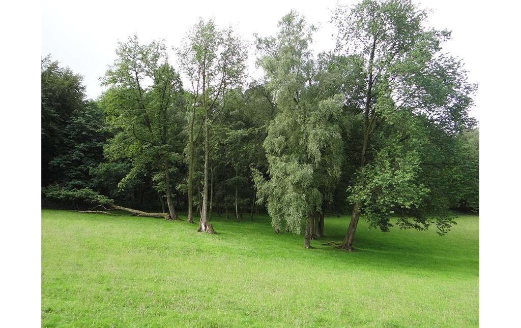 Kleine beweidete Waldparzelle im Damwildgehege bei Odenthal-Höffe (2016).