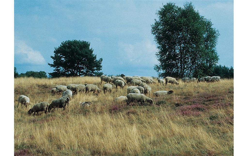 Westruper Heide bei Haltern in Westfalen (2002)