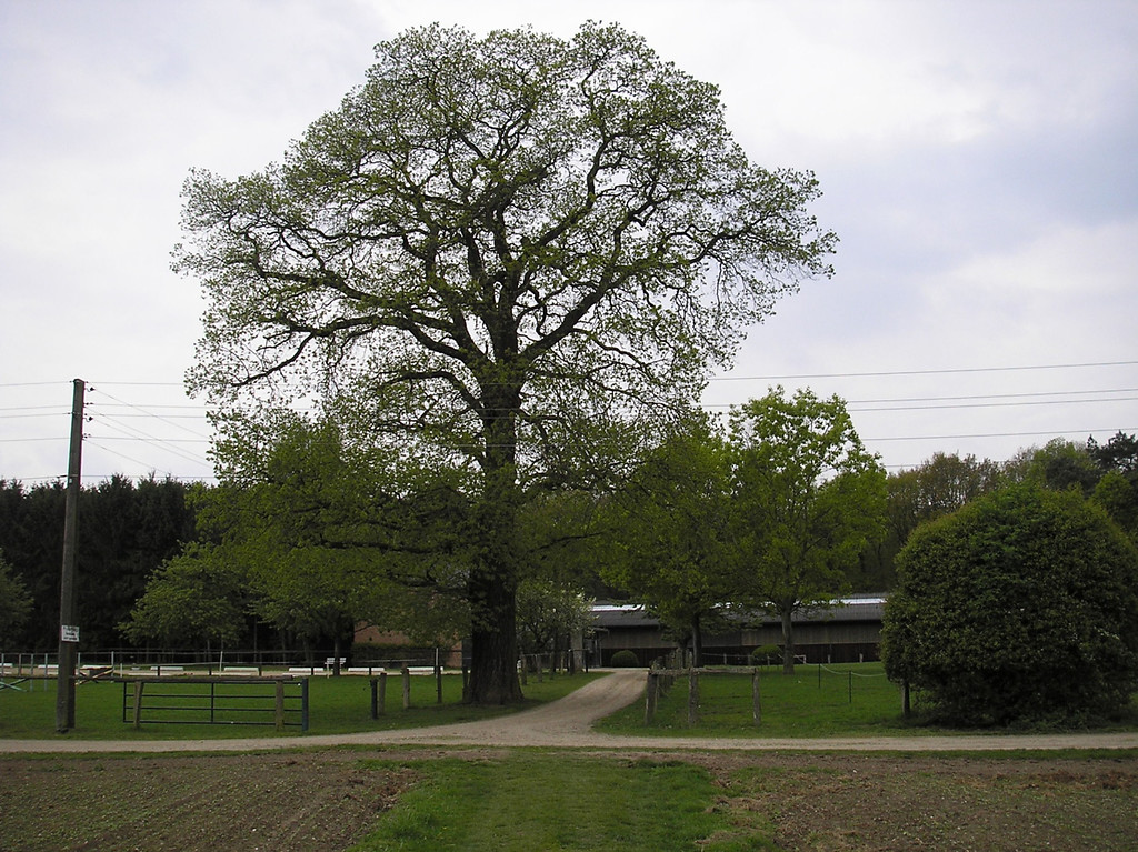 Eine mächtige Kastanie als Hausbaum an einer Hofeinfahrt in der Bönninghardt (2010).