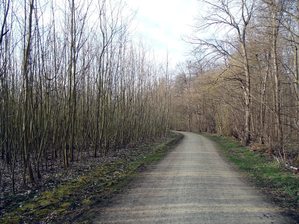 Weg entlang des Wildniswalds (links) im Stadtwald in Köln-Junkersdorf (2021).