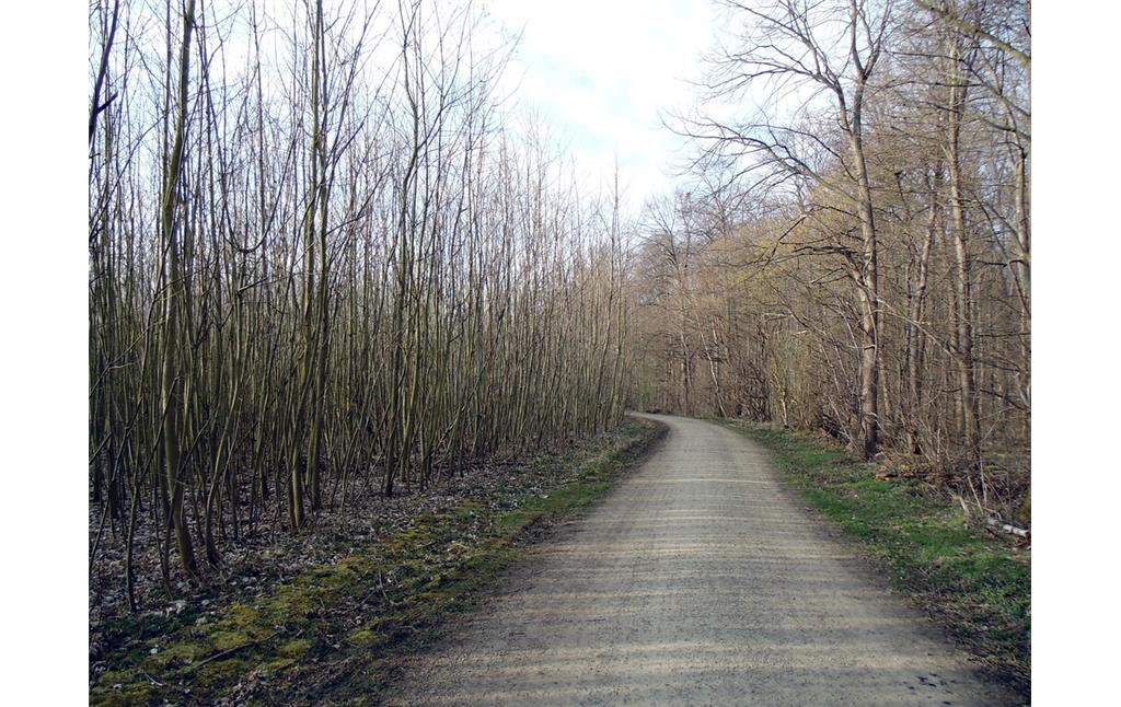 Weg entlang des Wildniswalds (links) im Stadtwald in Köln-Junkersdorf (2021).