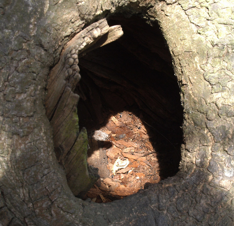 Blick in eine Baumhöhle an der Kastanienallee bei Schloss Dyck, Jüchen (2012).