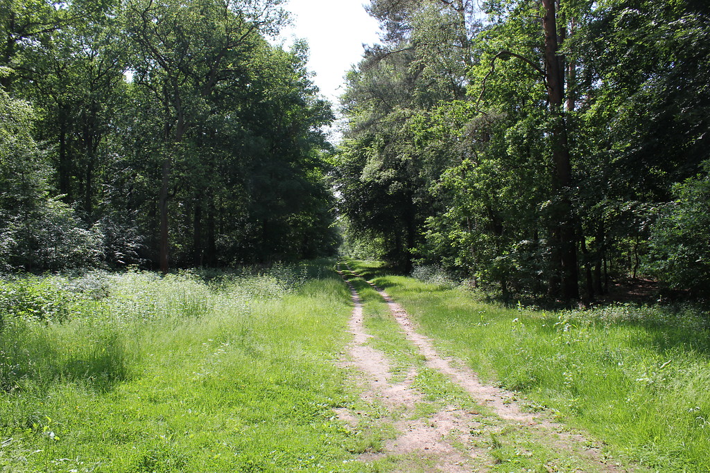 Laubwald in der Gemarkung Wesel-Diersfordt (2012).