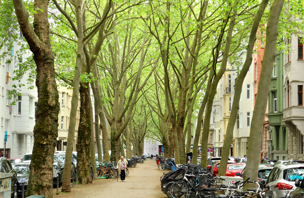Platanen-Allee auf der Weißenburgstraße im Agnesviertel (2021)