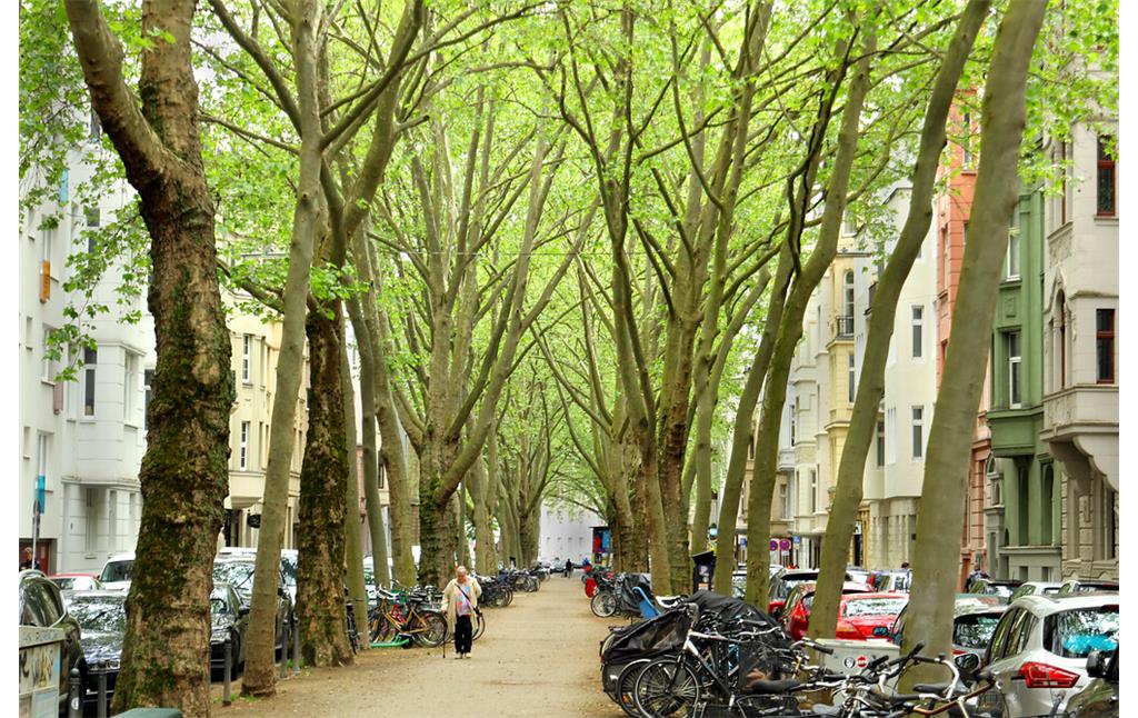 Platanen-Allee auf der Weißenburgstraße im Agnesviertel (2021)
