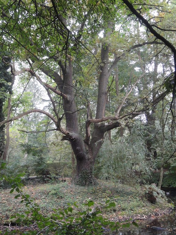 Baum am Ufer des Kühnen-Weihers bei Krefeld-Inrath (2013).