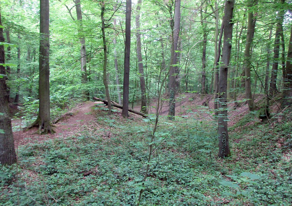 Die im Gelände heute noch gut auszumachenden Sandgruben bzw. -kaulen im Königsdorfer Wald bei Pulheim-Dansweiler (2019).
