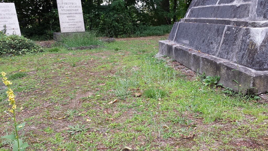 Gelbweißes Schein-Ruhrkraut auf dem Evangelischen Friedhof am Homberg in Diersfordt (2022)