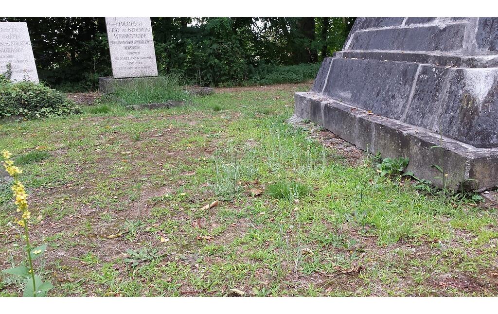 Gelbweißes Schein-Ruhrkraut auf dem Evangelischen Friedhof am Homberg in Diersfordt (2022)