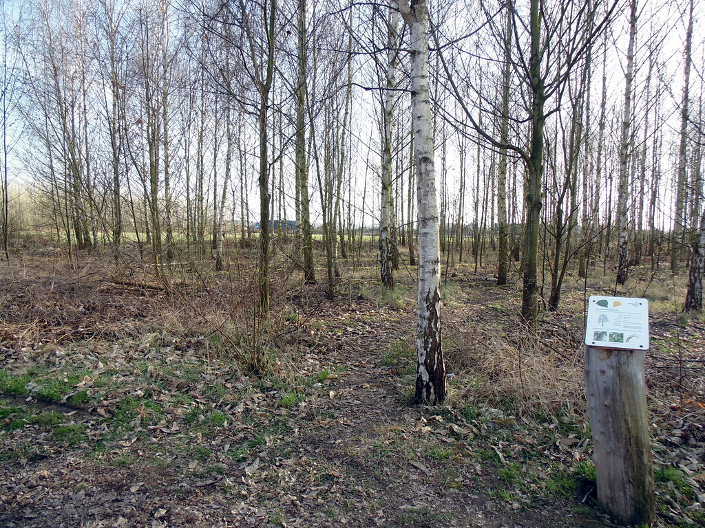 Blick auf ein Feld mit Sandbirken im Waldlabor im Stadtwald in Köln-Junkersdorf (2021).