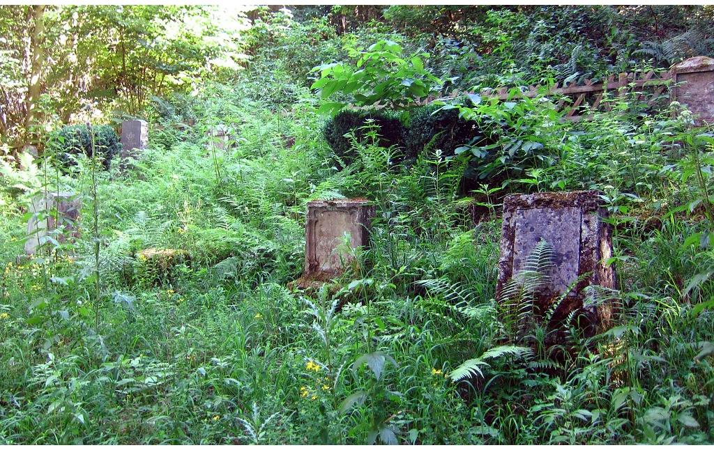 Das fast vollständig zugewucherte Gräberfeld auf dem jüdischen Friedhof auf der Waldlichtung Jünkern in Klotten (2015).