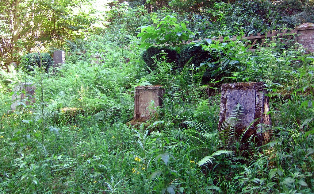 Das fast vollständig zugewucherte Gräberfeld auf dem jüdischen Friedhof auf der Waldlichtung Jünkern in Klotten (2015).