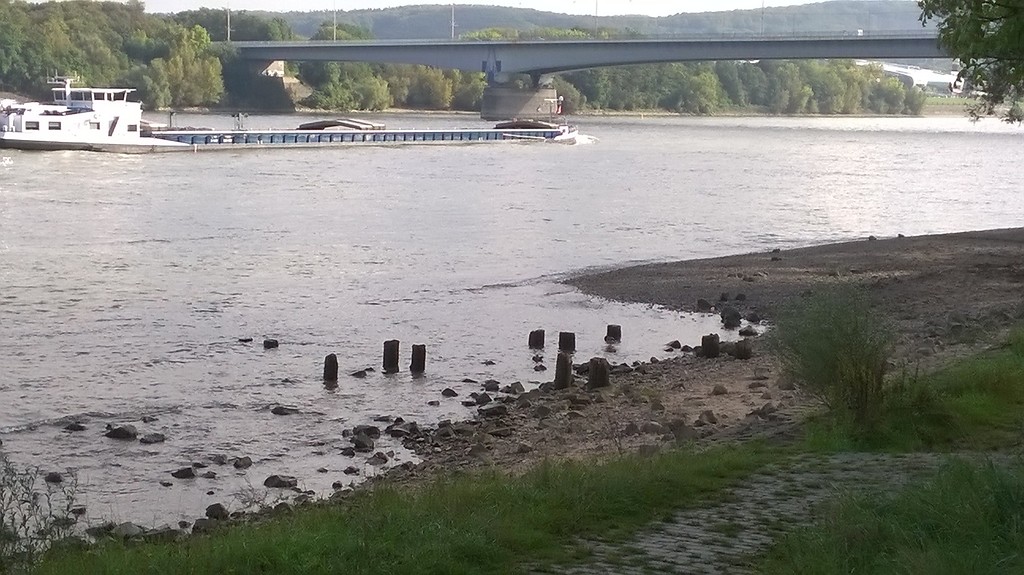 Holzpfähle am linksrheinischen Ufer des Rheins. Es sind vermutlich die Überreste der Trajektanlegestelle (2014).