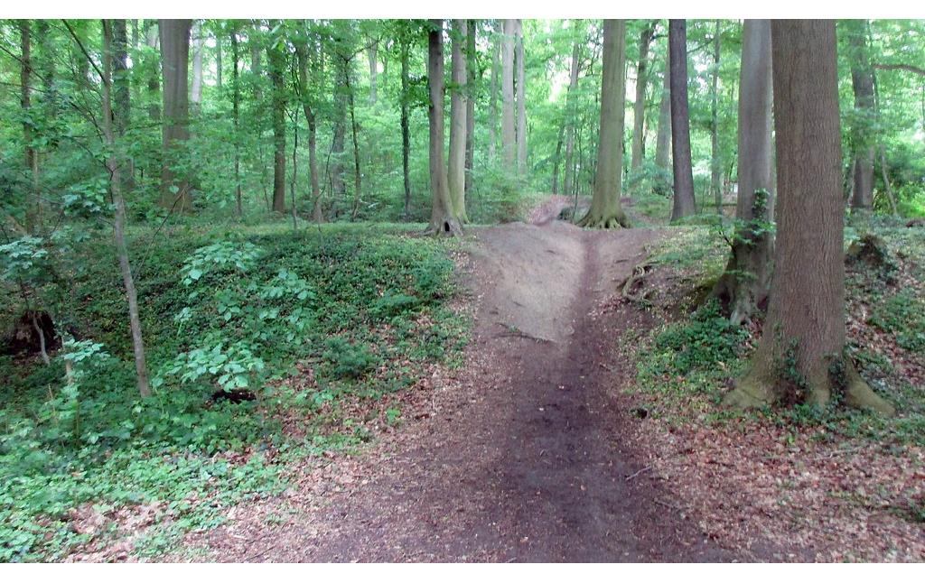Im Gelände noch gut erkennbare Spuren der ehemaligen Fischteiche der Abtei Brauweiler im Königsdorfer Wald, heute als Mountain-Bike-Strecke genutzt (2019).