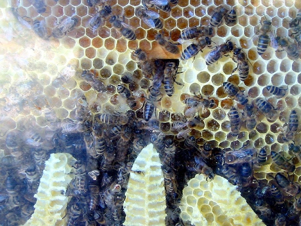 Bienen auf Waben in der Imkerei im LVR-Freilichtmuseum Lindlar (2011).