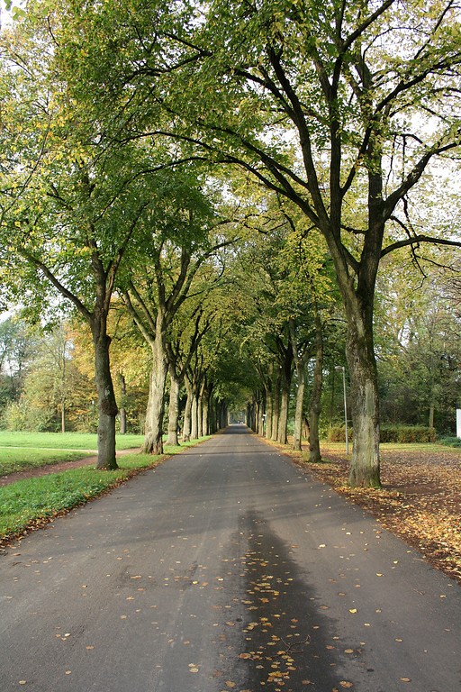 Die Plantanenallee an der Straße Allee in Voerde. Die Allee führt zum Wasserschloss Haus Voerde (2014).