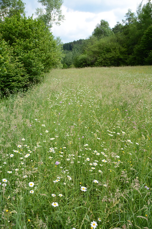 Feuchtwiesen des Bachtals im Naturschutzgebiet "Mummicker Siefen" (2016)
